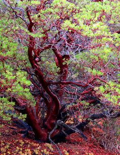 manzanita-tree