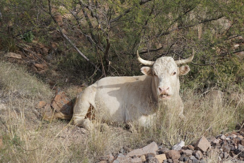 ab5448df-1f48-43ee-9986-7ed8cf37bb23