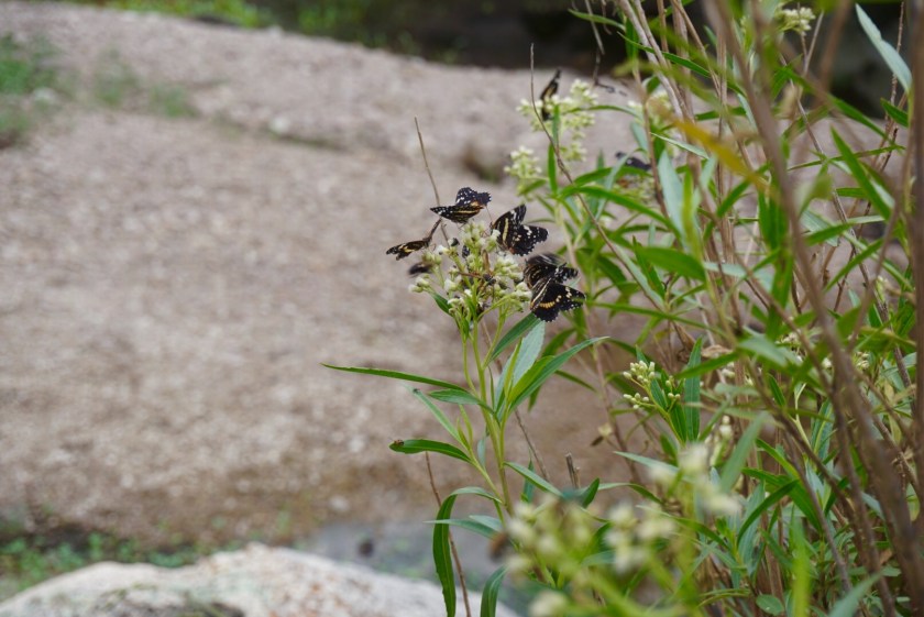 2017-09-02_13-29-19_000