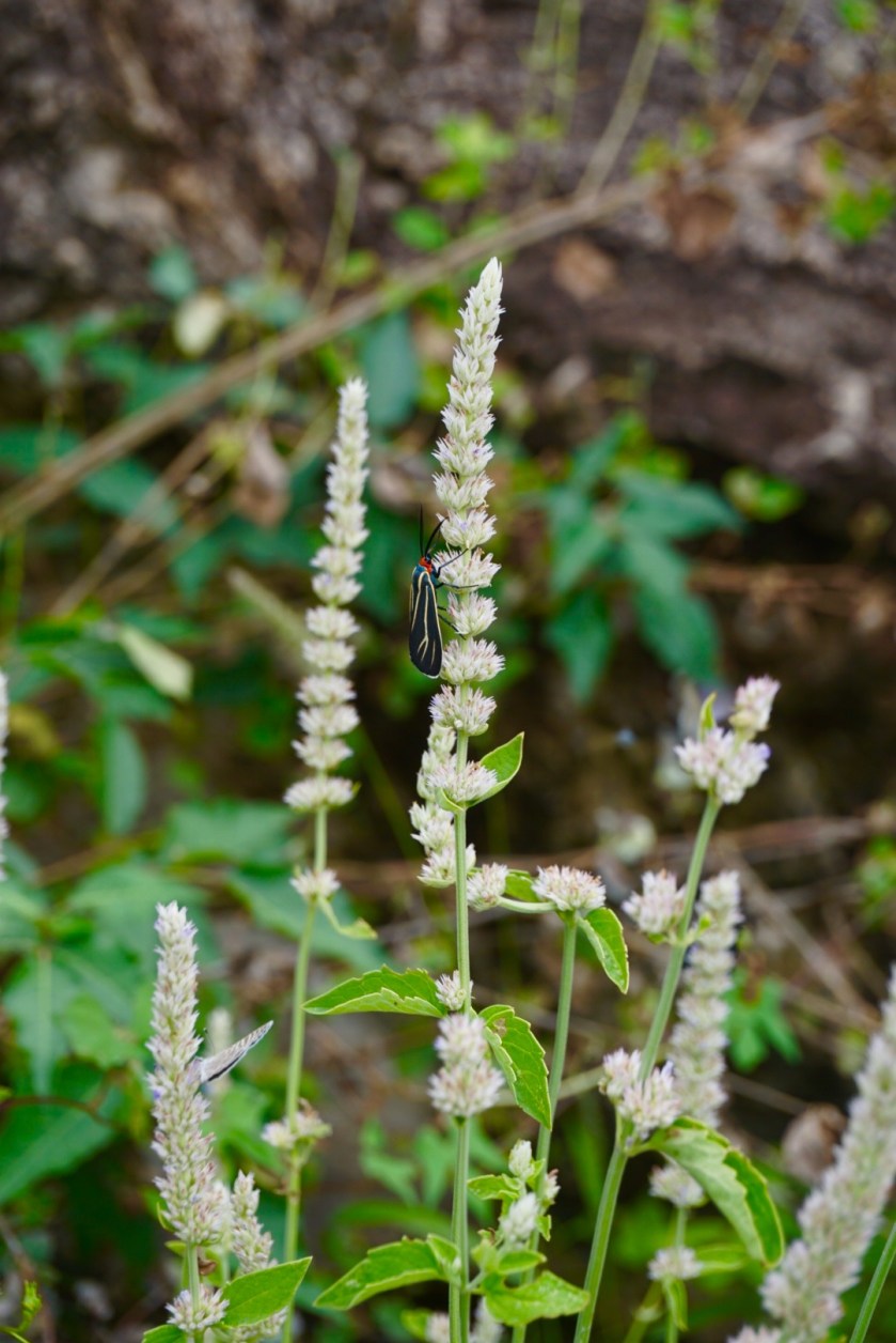 2017-09-02_13-32-24_000