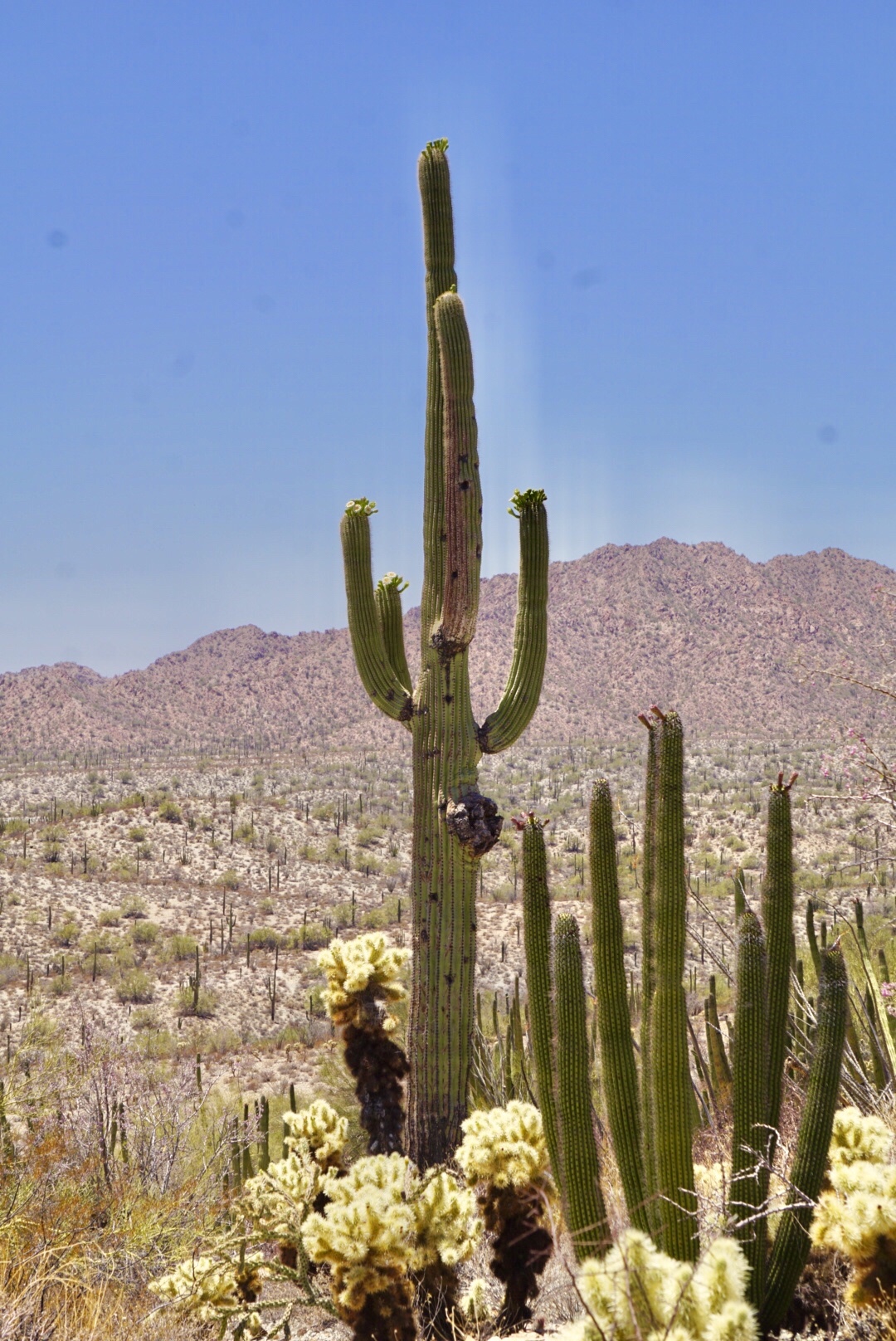 Organ Pipe National Park – A Desert&nbsp;Showcase